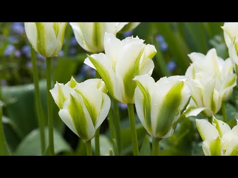 ቪዲዮ: Viridiflora Tulips ምንድን ናቸው - ስለ Viridiflora Tulip አምፖሎች እድገት ይወቁ