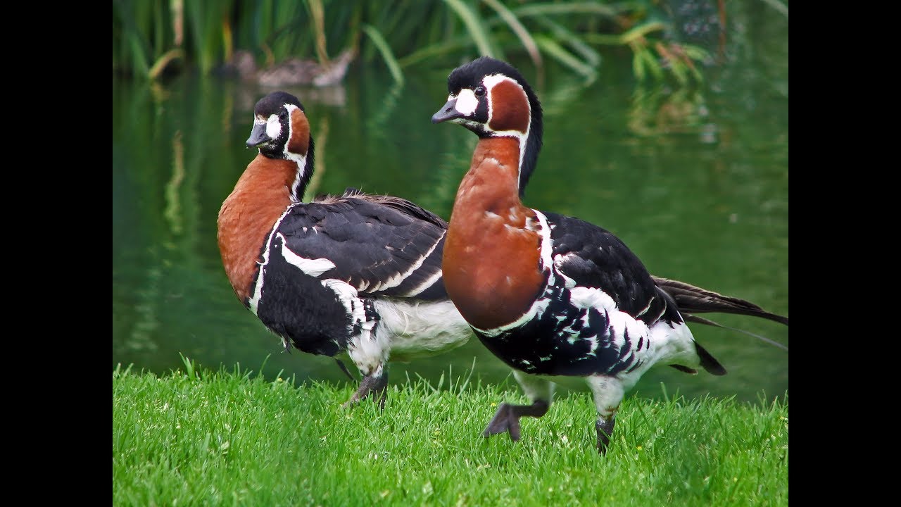 Comment élever des canards d'ornement ? Conseils et bonnes pratiques