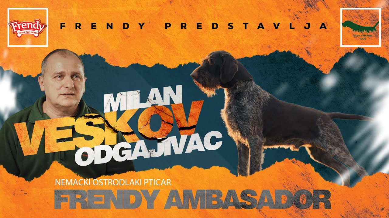 Nemacki ostrodlaki pticar "Fantastic of Miki kennel" l Intervju "Frendy Ambasador"