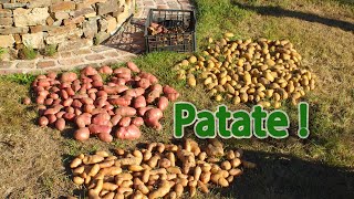 Le cycle des patates: plantation, culture, récolte, conservation, reproduction
