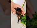 “Meri Bulbul Aaj Full Happy Mood Mein 🐦❤️ | Cute Bonding Moment”#shortvideo