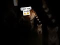 tiger spot with 2 cubs🐅🐯 #teamcrazyy​ #tweening​ #youtubeshorts​ #shorts​ #streetfood​ #foodshorts​