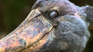 Siz Görürseniz Onlarda Görebilecek