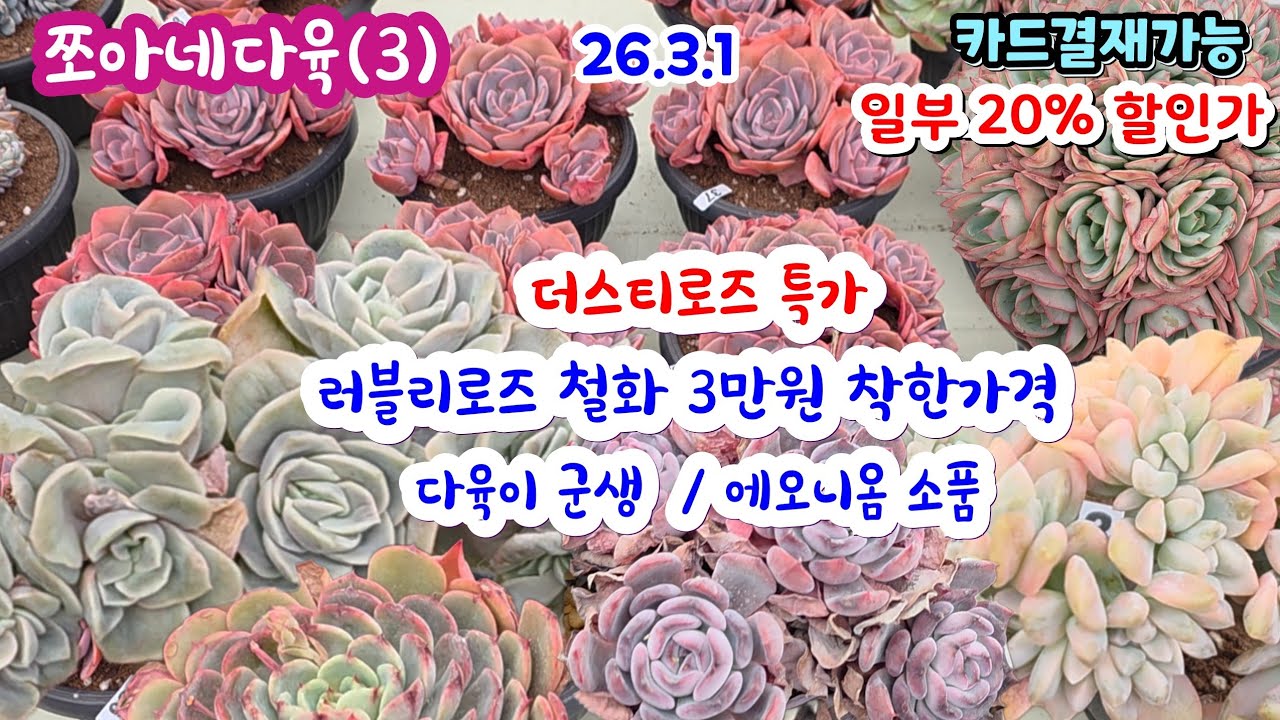 쪼아네다육(3) 예쁜 다육이 군생 더스티로즈 특가 러블리로즈철화 3만원  착한 가격 에오니움 소품 6,000 