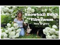 Viorne snowball bush comment cultiver