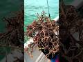 It's a bit ticklish and scary to see this thing, bro #shortsvideo #seaweed #shorts