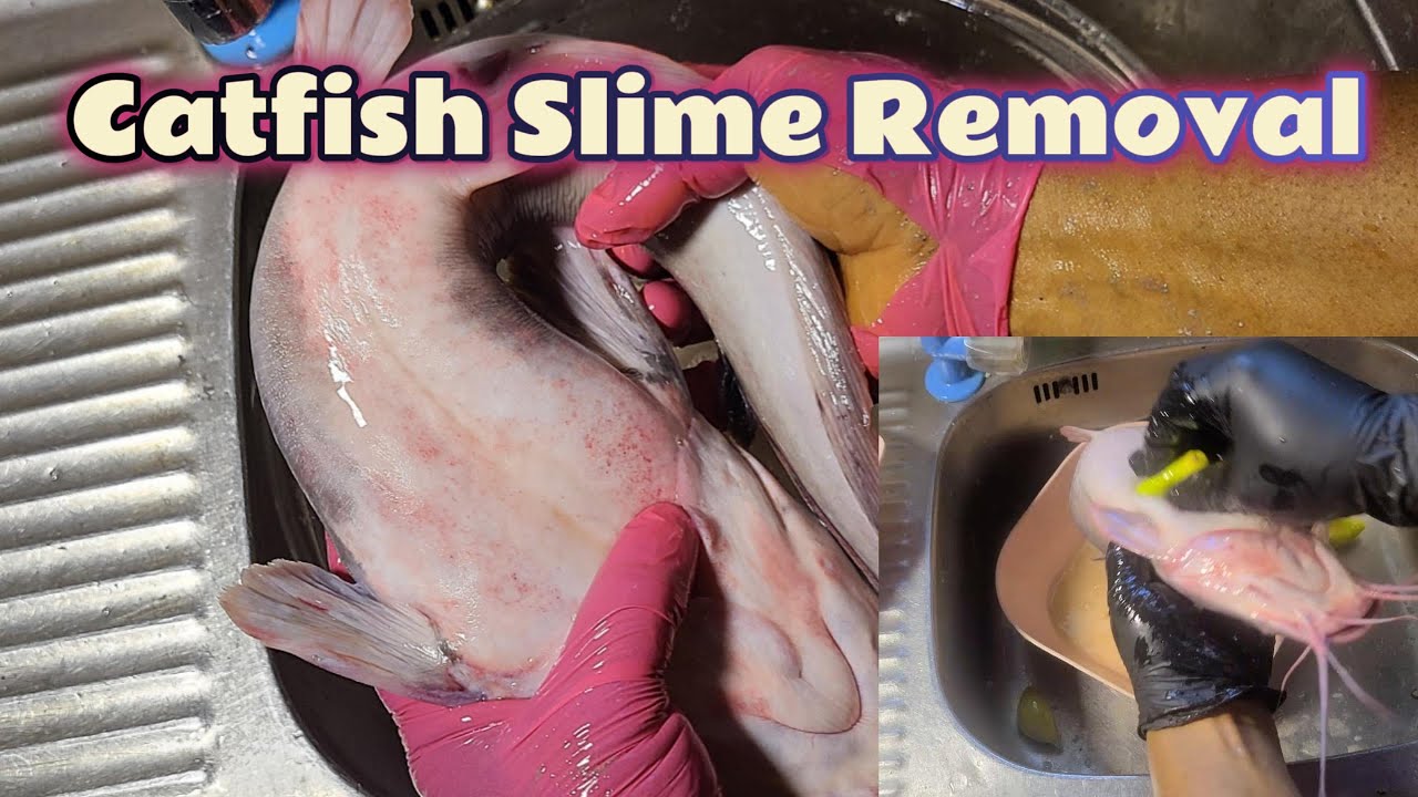 Slime Out Fish 3 Best & Most Natural Ways to Remove Slime from Catfish | Top Proven ...