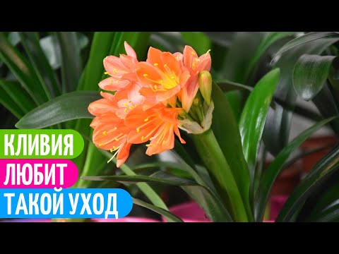 Видео: Кливия: грижи у дома