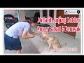 Melatih Anjing Golden Super Nakal &amp; Perusak | Golden Retriever