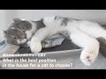 アメリカンカールが選ぶ!家のベストポジション|たぴ日記