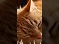 Cozy Ginger Cat Purring by the Fireplace 🐱 | ASMR Relaxation  #asmr #cat #burningfireplace