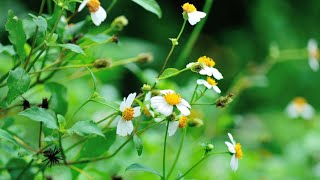 Uqadolo Usiza Ikakhulukazi Kubantu Besilisa Uma Evuvukelelwe Isitho Sangaseseprostate 0631138989