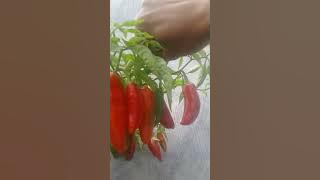 cabe jumbo italia @tanam cabe sendiri