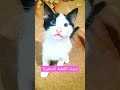 صوت القطط الصغيرة هذا هوة صوت القطة عندما تريد شيء صوت قطط حقيقي Cats قطط ترند اشتراك Shorts 