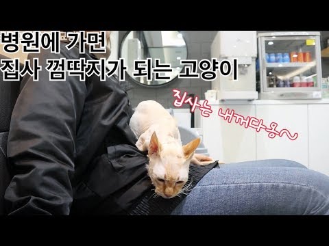 <strong>동물병원에서</strong> 무릎을 찾는 고양이 살구!