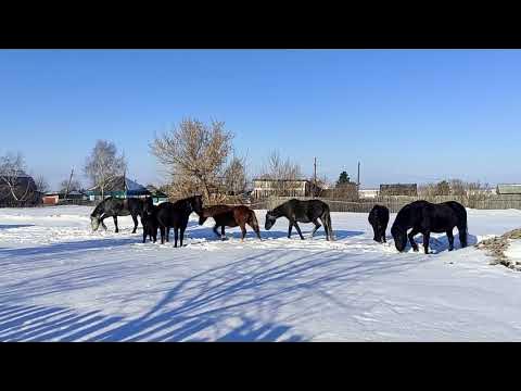 Ходят кони - YouTube