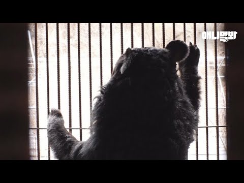 <strong>구조</strong> 그 후ㅣFarm Bears Ready <strong>To</strong> Get Outta Illegal Bear Slaughterhouse