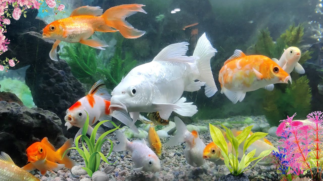 Beautiful Fish Aquarium Setup | Fish Tank | Aquarium Fishes - YouTube
