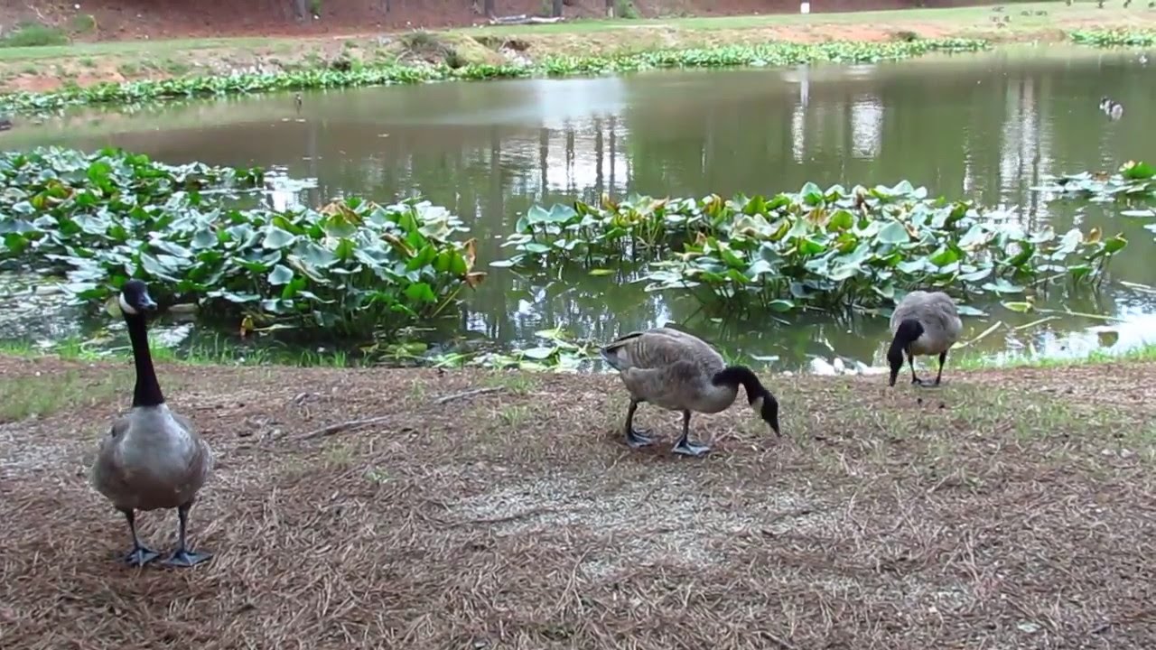 Canada geese by a small pond YouTube