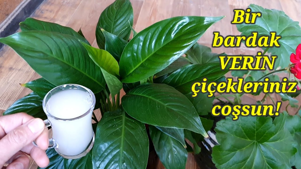 Bir bardak VERİN çiçeklerniz canlansın😉çiçek coşturan kür✅çiçek bakmnı birde bu şekilde deneyin✅