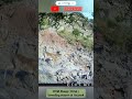 wild sheep with two baby #shorts #forestguard