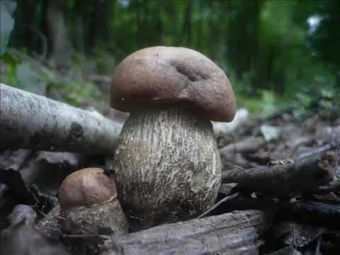 Vídeo: Flors De Boletes De Salsitxa: Instruccions Per Fer