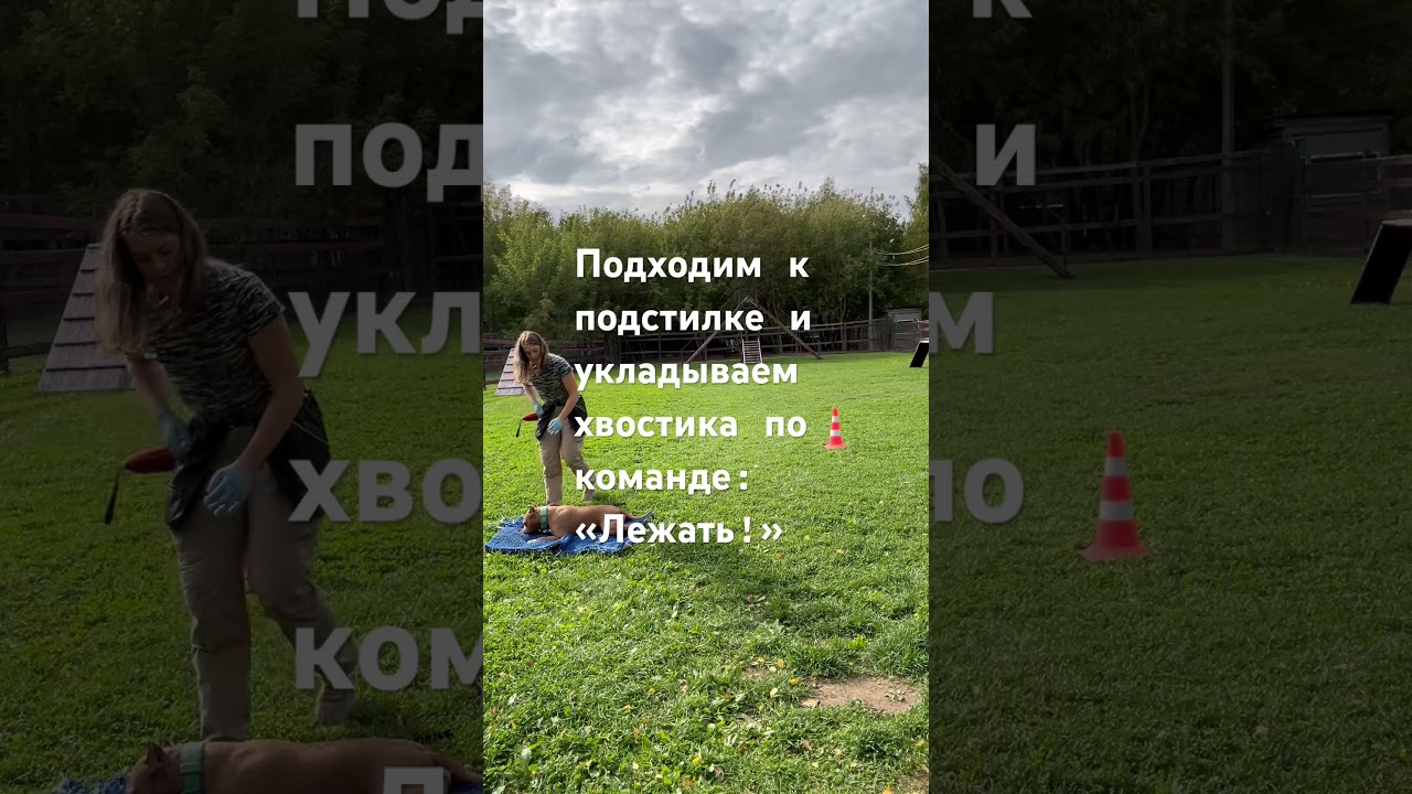 Дрессировка собак. Изучаем команду “Место!” 