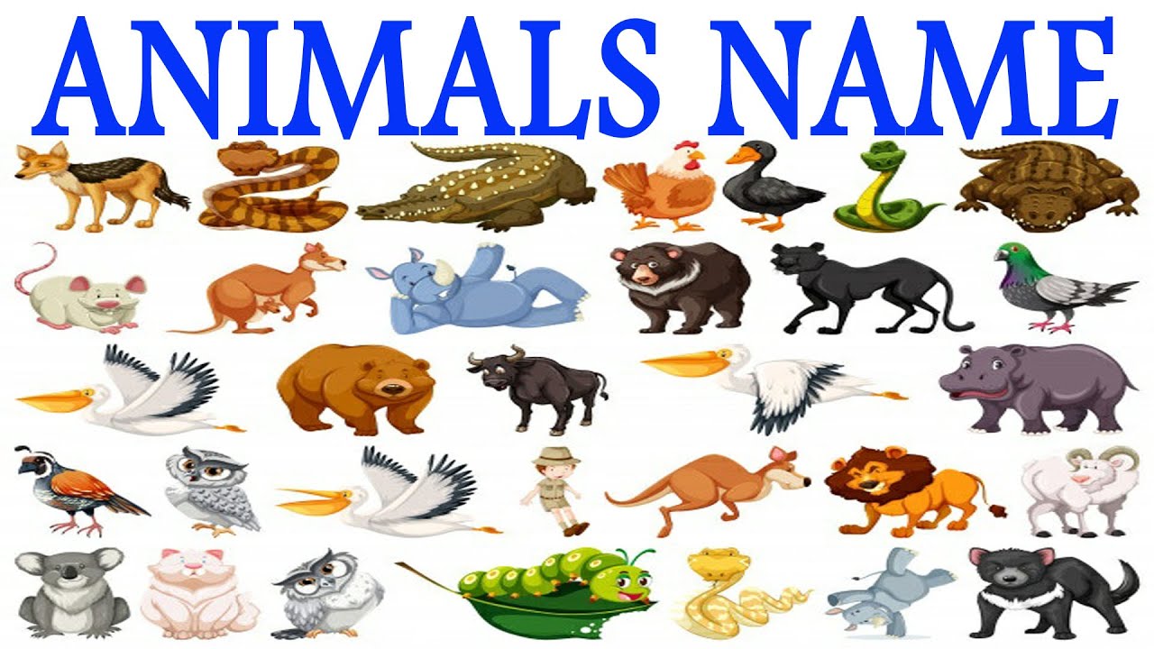 পশুর নাম // Animals name in Bangla and English Learn