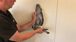 Descheemaecker Pigeon Center