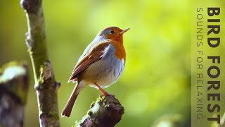 Birds Singing - Relaxing Bird Sounds Heal Stress, Anxiety And Depression, Heal The Mind