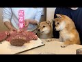 誕生日に前代未聞の高級牛肉を振る舞ったら舌がとろけちゃった柴犬が可愛い