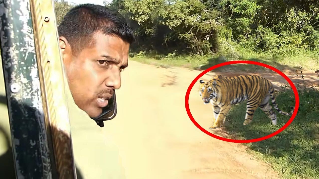 12 Times Indian Safari Trips Went Horribly Wrong YouTube 12-times-indian-safari-trips-went-horribly-wrong-youtube