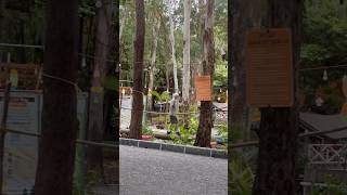 Ông tập đi cầu khỉ #caukhi #ongba #chagia #kingtvsg #shortsvideo