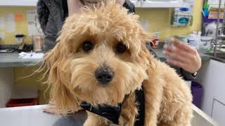 Introducing Garden City Veterinary Care