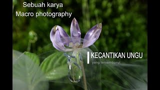 Macro Photography - Bunga ungu yang tersembunyi - dekat rumah screenshot 3