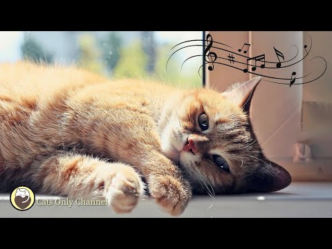Cat Music to Your Cat Relax and Sleep / Calm Piano Music & Water Sounds