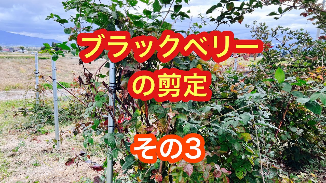 ブラックベリーの剪定　その3