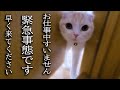 大変なものを見つけて報告に来た子猫について行ってみた結果...