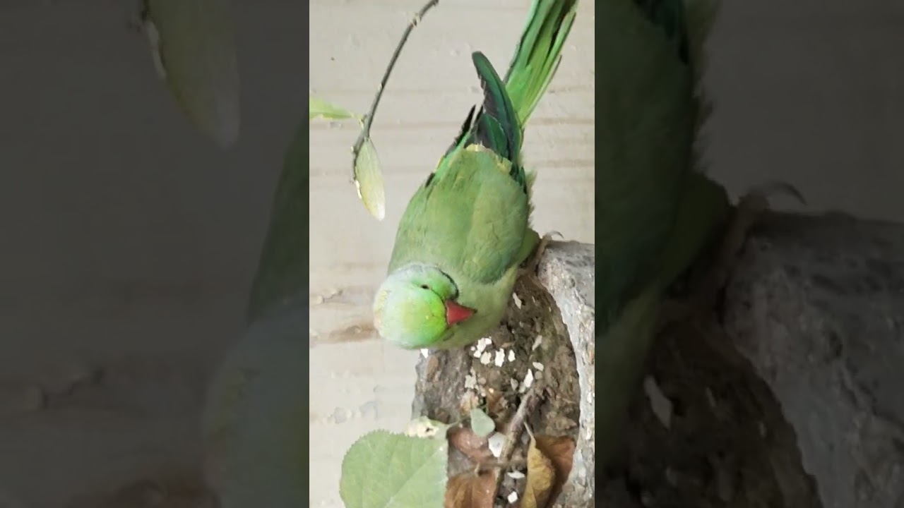tow parrot cute parrot mtr khaty hoy