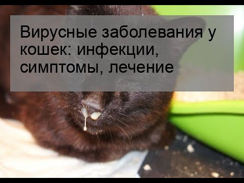 Ротавирусная инфекция у кошек симптомы лечение в домашних условиях