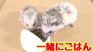 ハムスターとハリネズミの仲良しお食事タイム