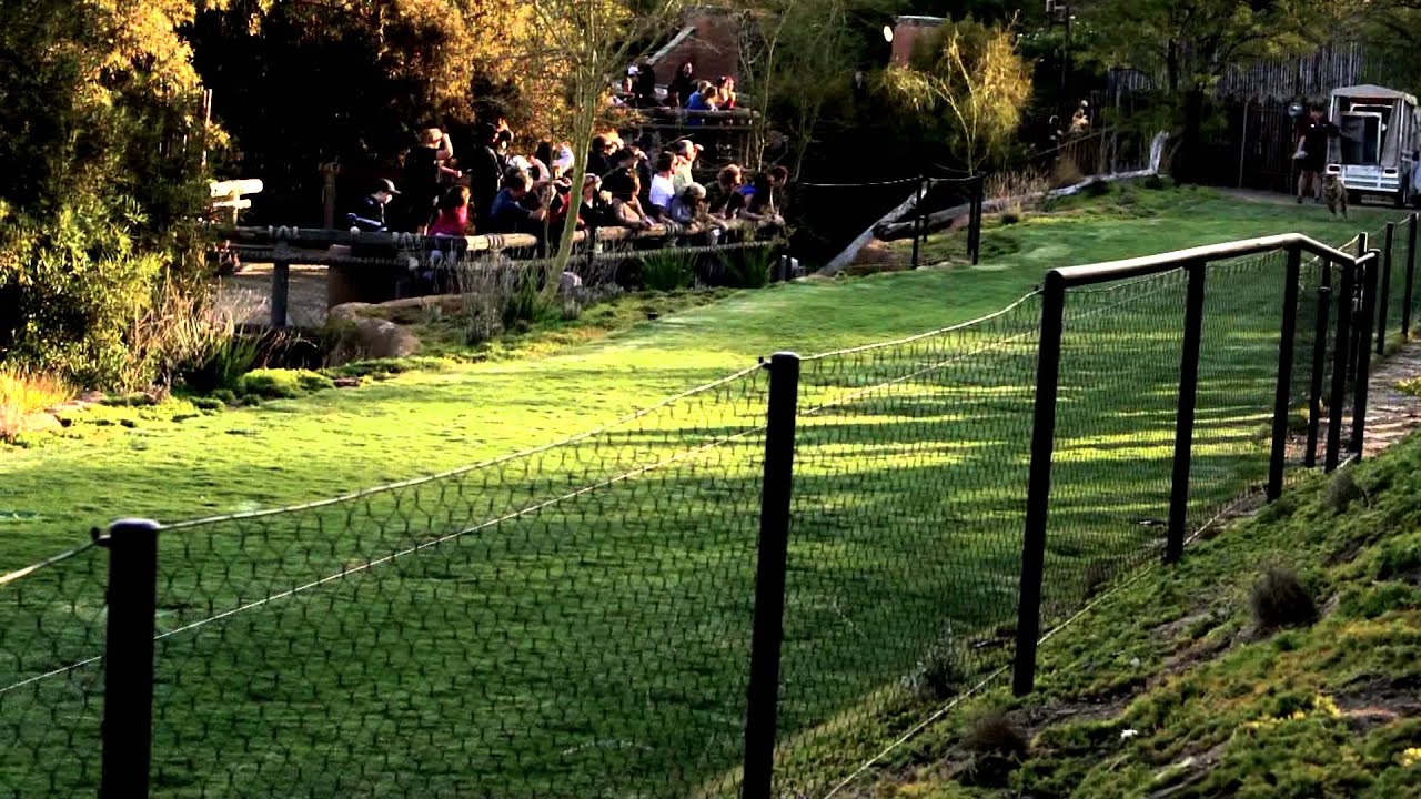 Cheetah 100 Yard Dash - YouTube