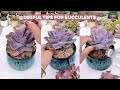 Mẹo chăm sóc sen đá | Nice Tips for Succulents | 多肉植物| 다육이들 | Suculentas