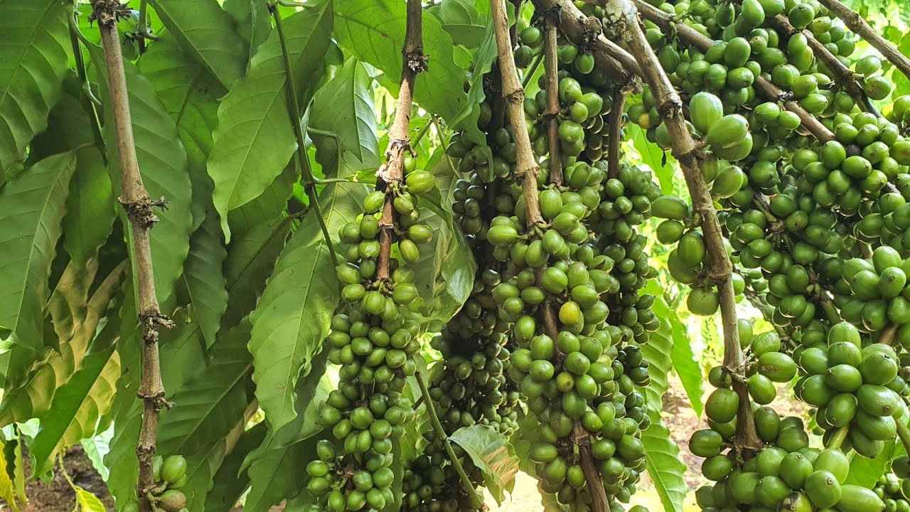 So sánh cà phê ghép và cà phê thực sinh năng xuất giữa hai loại như thế nào| cà phê giông