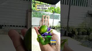 3 Herbal ini dasyat banget khasiatnya, ramuan pegagan, bunga Telang dan jeruk nipis