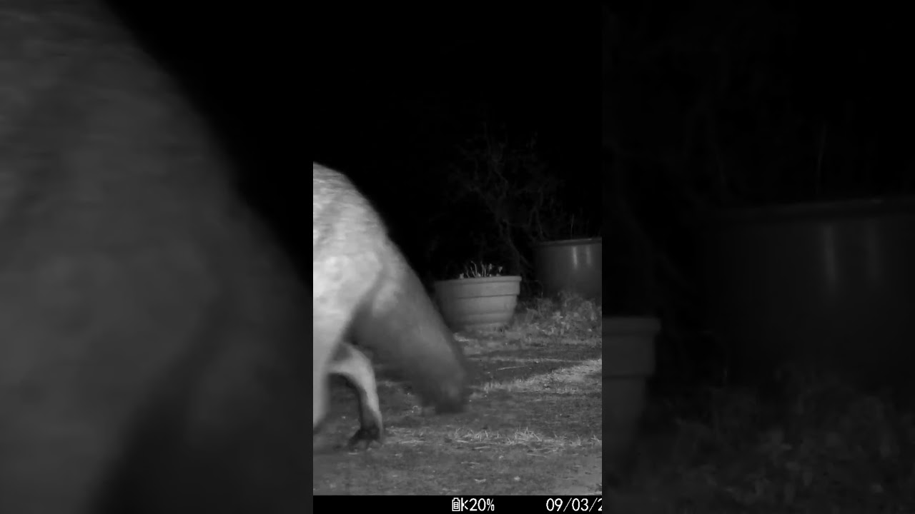 Here she comes again 🦊 