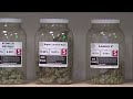Medical marijuana bill slowed in Senate Health and Human Services Committee