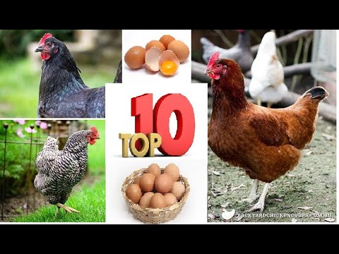 Top - 10  მეკვერცხლული ქათმის ჯიშები.....