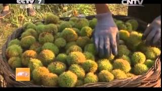 20141009 聚焦三农 贫困小镇里的豪华办公大楼