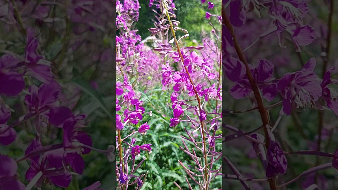 Fireweed! Medicinal Plants On The Roadside!